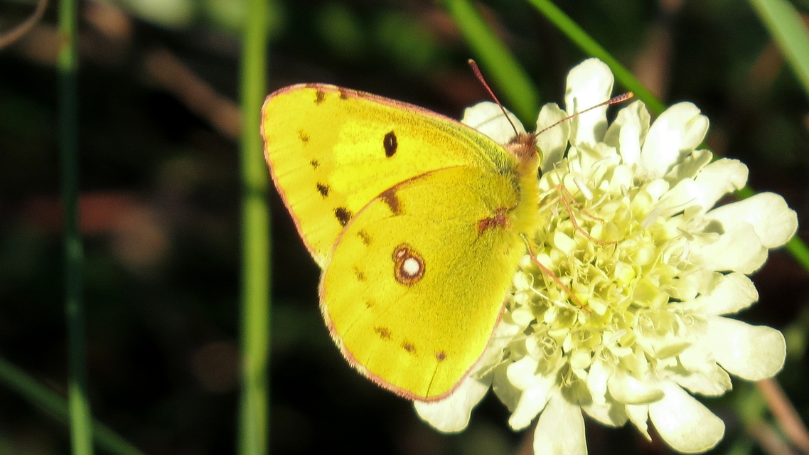 Colias erate - csángó-kéneslepke