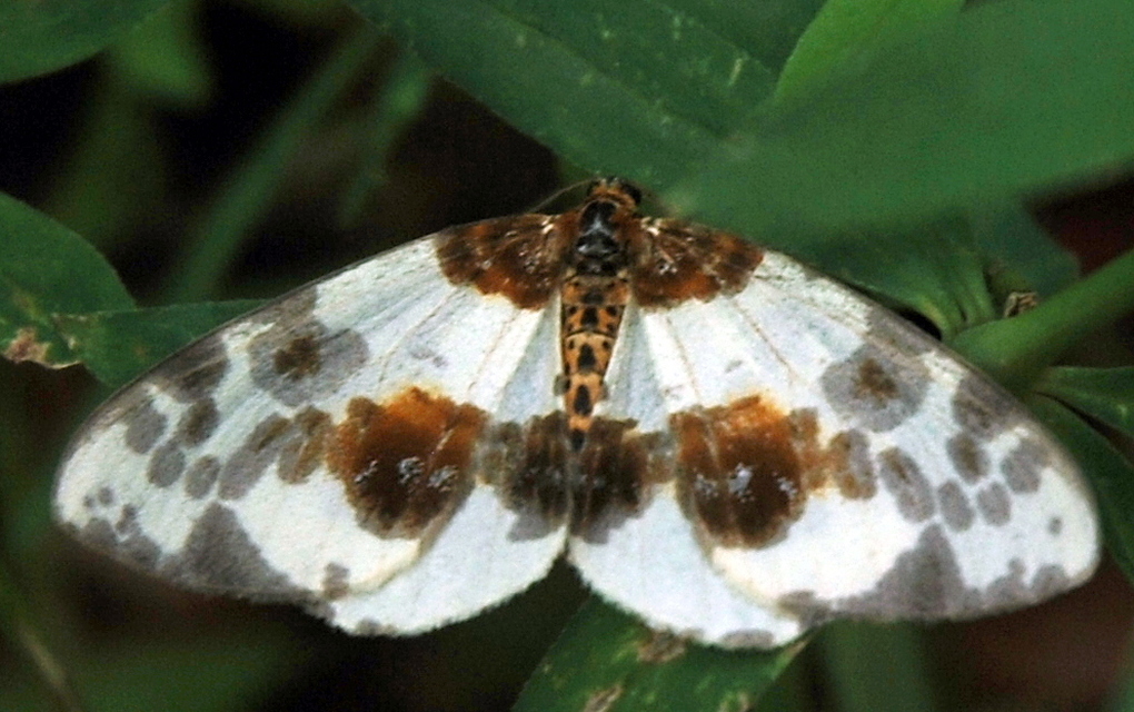 Abraxas sylvata - sárgafoltos araszoló