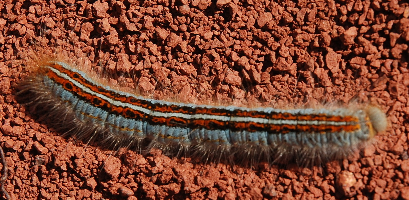 Malacosoma castrensis - kutyatejszövő