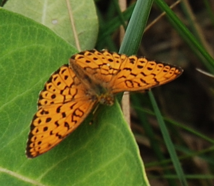 Brenthis daphne - málna-gyöngyházlepke