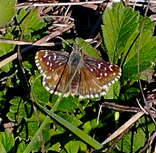 Pyrgus armoricanus - feles busalepke