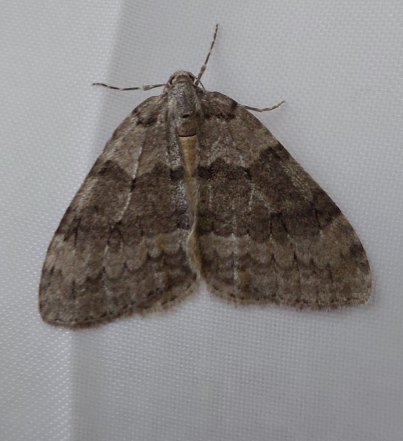 Epirrita christyi/dilutata