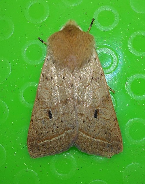 Leptologia macilenta - gyertyán-őszibagoly