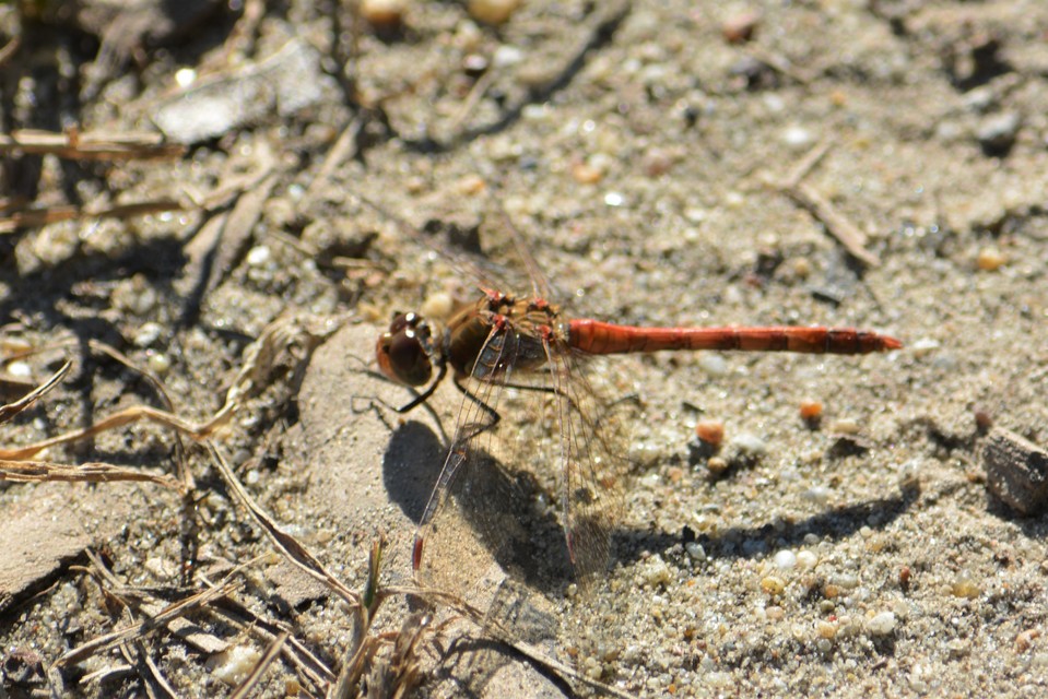 Sympetrum striolatum - harántsávos katona-szitakötő