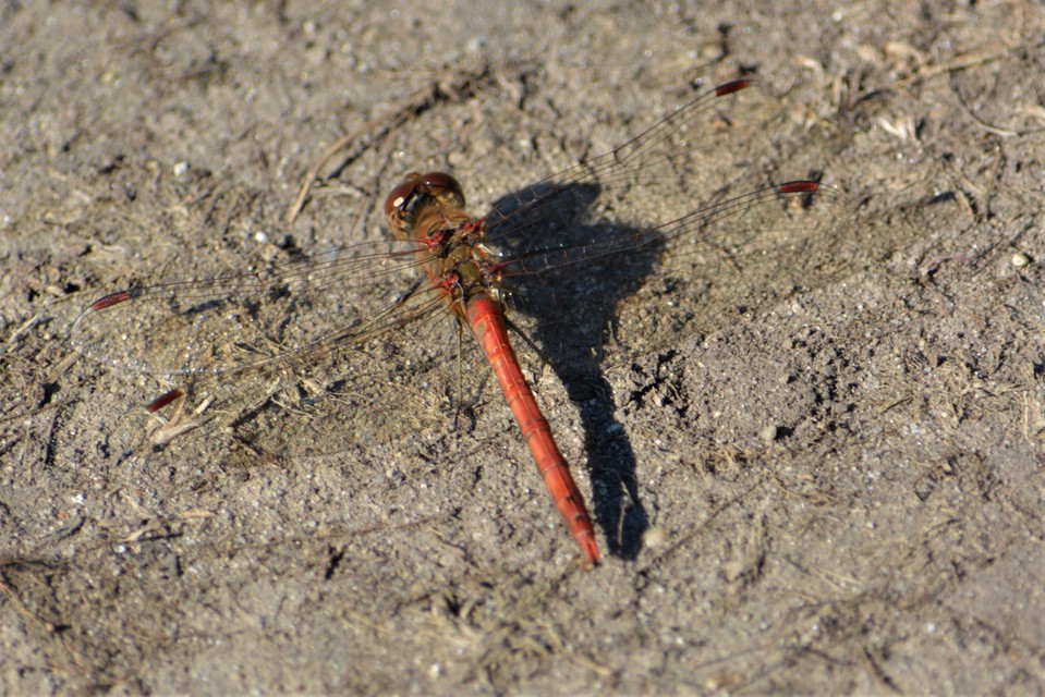 Sympetrum striolatum - harántsávos katona-szitakötő