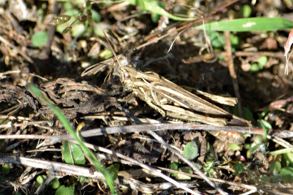 Chorthippus (Glyptobothrus) (subgenus)
