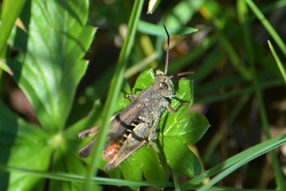 Chorthippus brunneus - közönséges tarlósáska