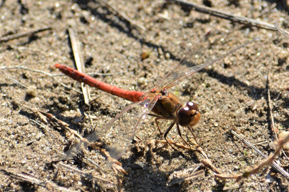 Sympetrum striolatum - harántsávos katona-szitakötő