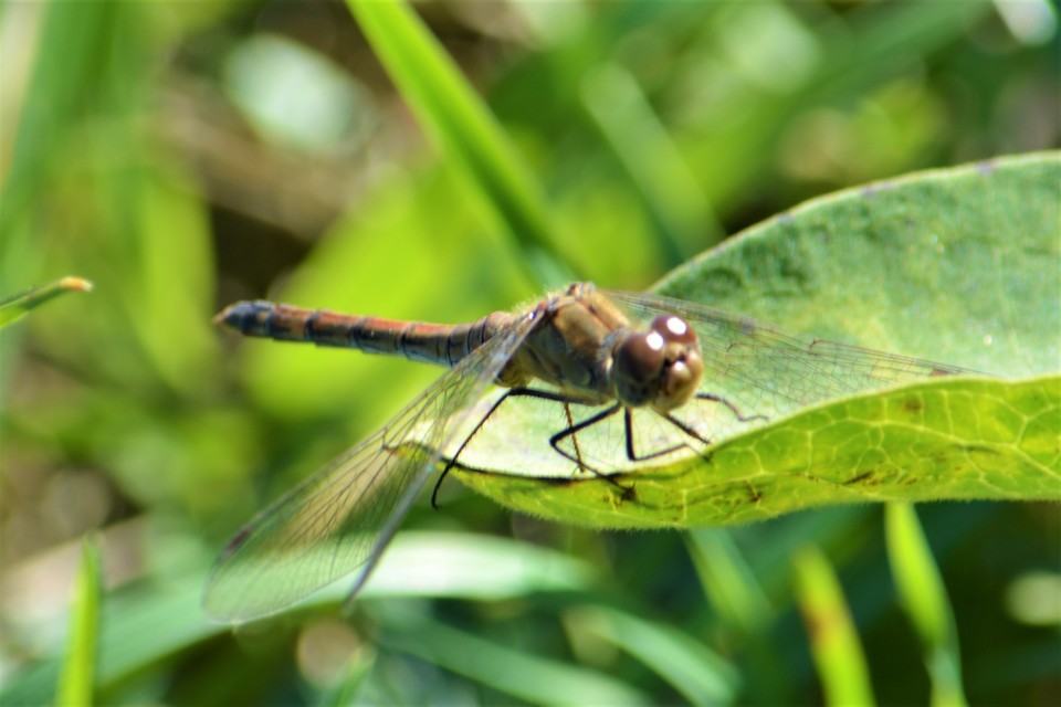 Sympetrum striolatum - harántsávos katona-szitakötő