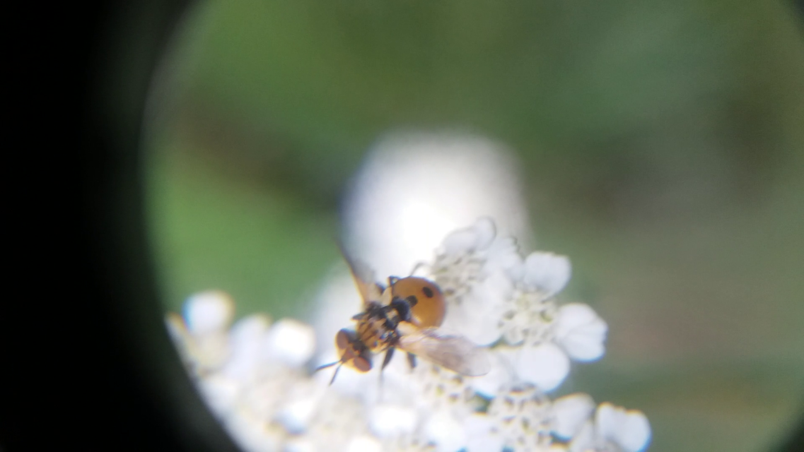 Gymnosoma