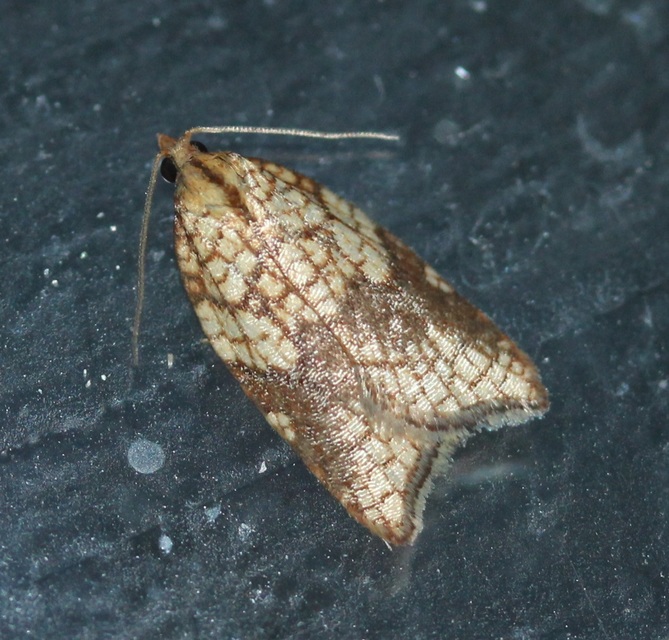 Acleris rhombana - cifra levélmoly