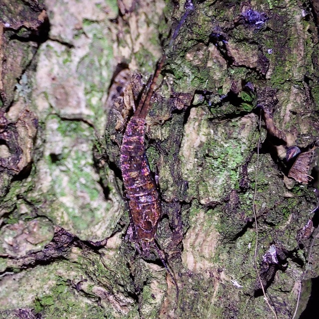 Archaeognatha - Ugróősrovarok