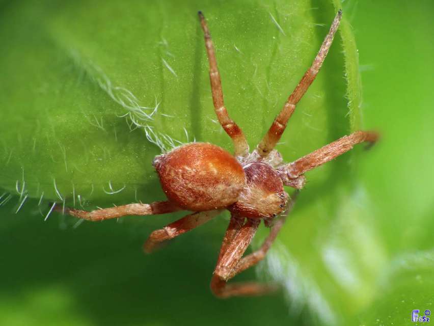 Philodromus