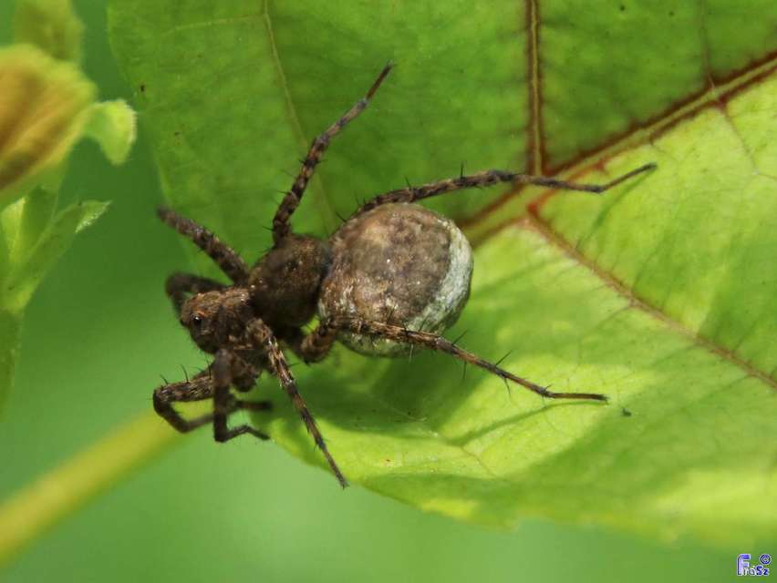 Pardosa