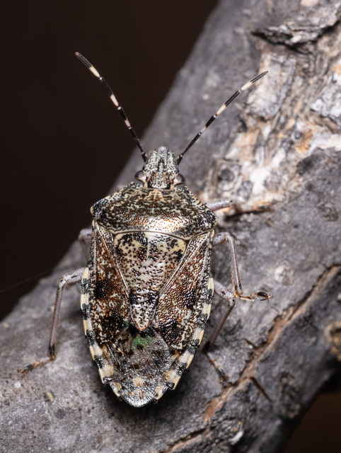 Rhaphigaster nebulosa - bencepoloska