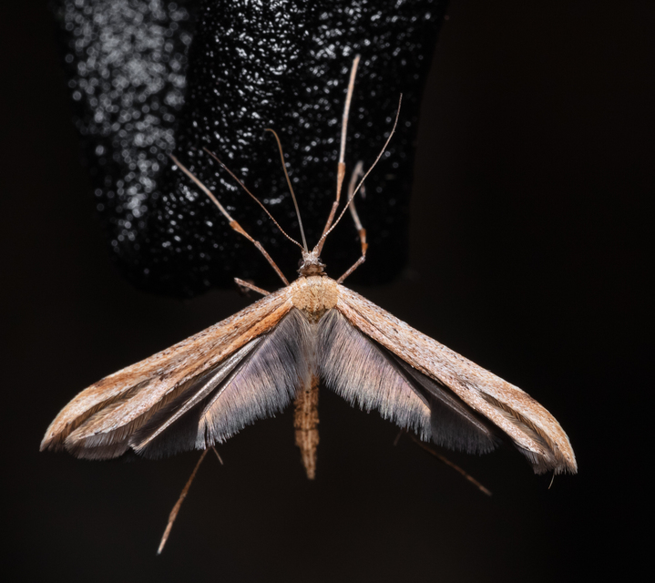 Pterophoridae - tollasmolyfélék