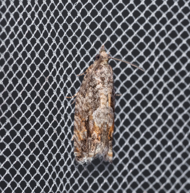 Tortricidae - sodrómolyfélék