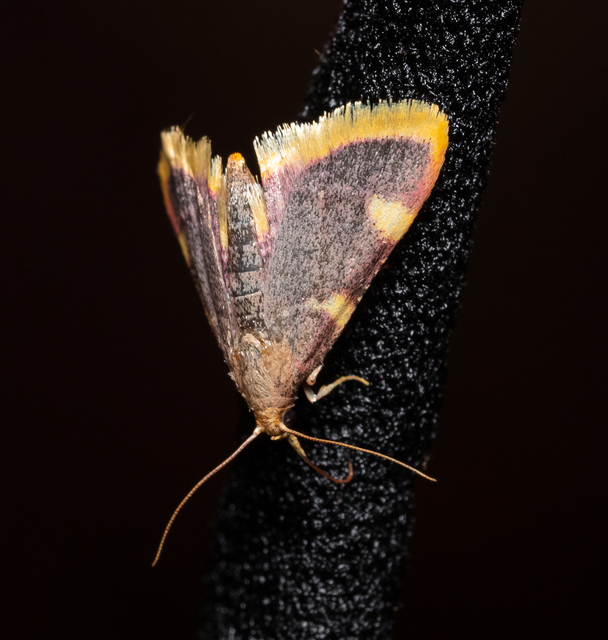Hypsopygia costalis - szénailonca