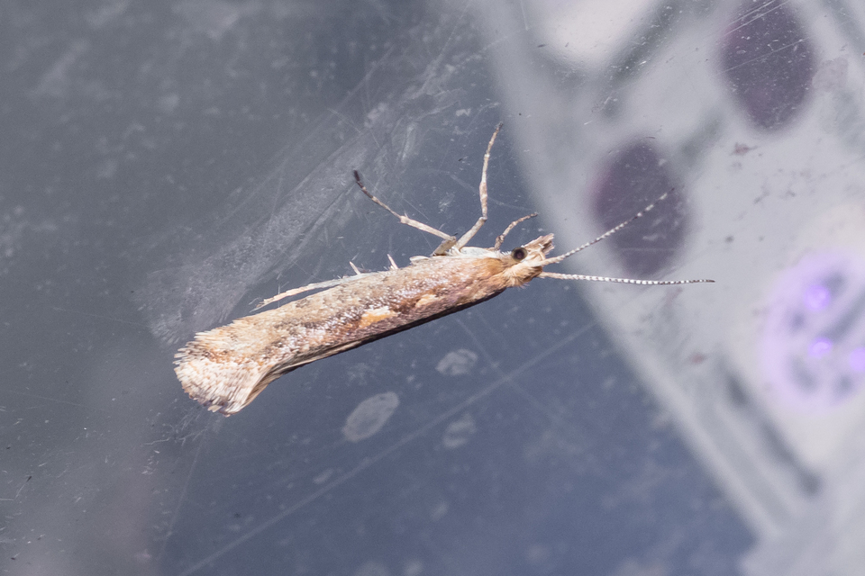 Plutella xylostella - káposztamoly