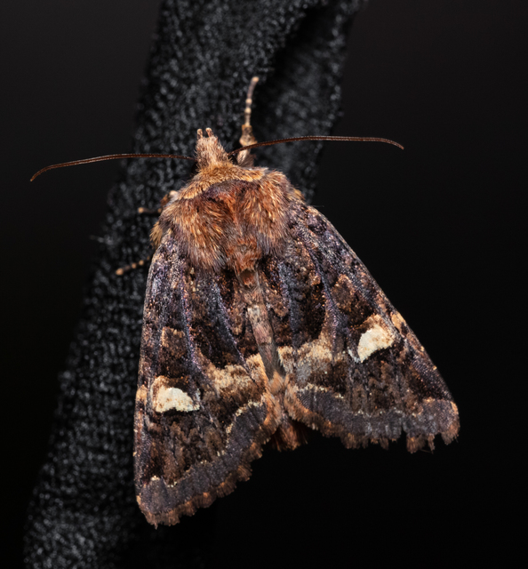 Rileyiana fovea - zörgőbagoly
