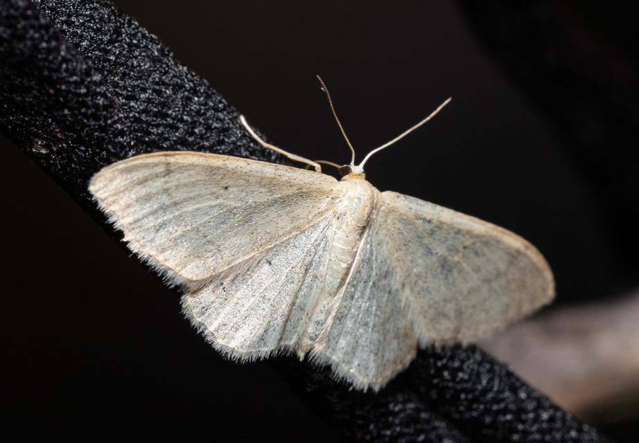 Idaea deversaria - egyszínű sávosaraszoló