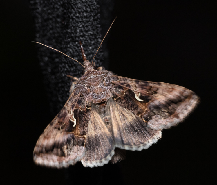 Autographa gamma - gammalepke