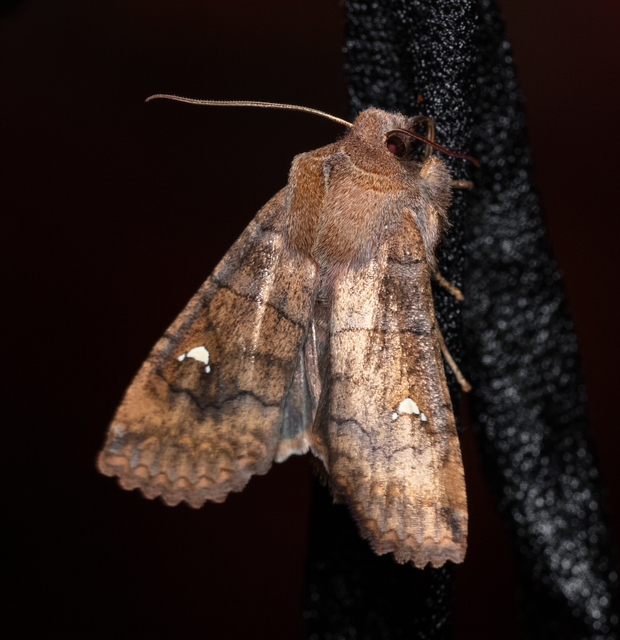 Eupsilia transversa - holdacskás télibagoly