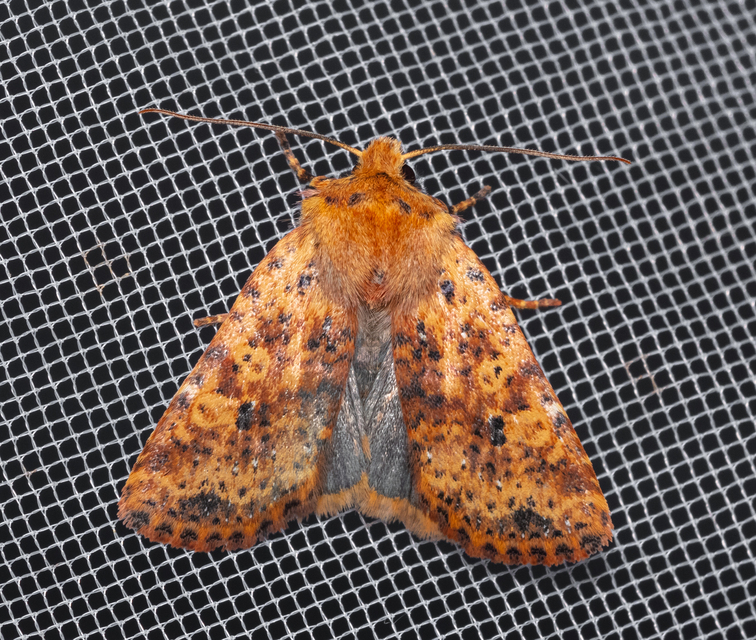 Conistra rubiginea - vörös őszibagoly