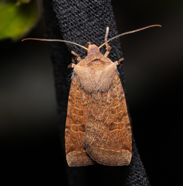 Conistra veronicae - veronika-őszibagoly
