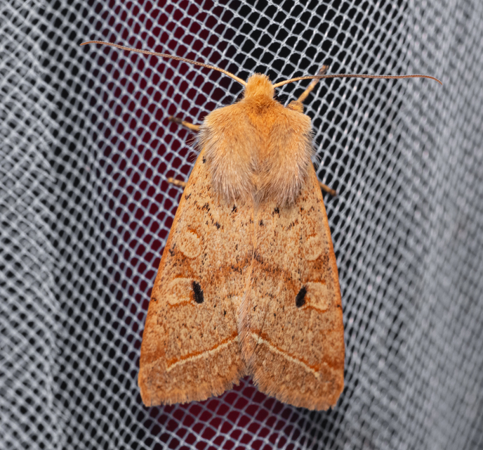 Leptologia macilenta - gyertyán-őszibagoly