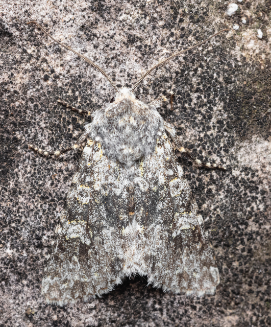 Polymixis xanthomista gyurovicslaszloi - Gyurovics László tarkabaglya