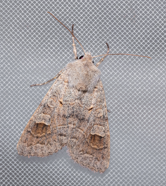 Ammoconia caecimacula - szürke őszibagoly
