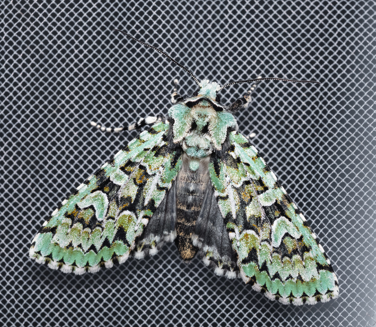 Griposia aprilina - őszi zöldbagoly