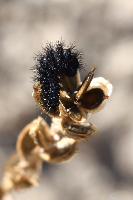 Spiris striata - csíkos molyszövő
