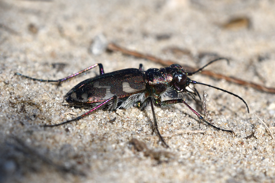 Cicindela hybrida - öves homokfutrinka