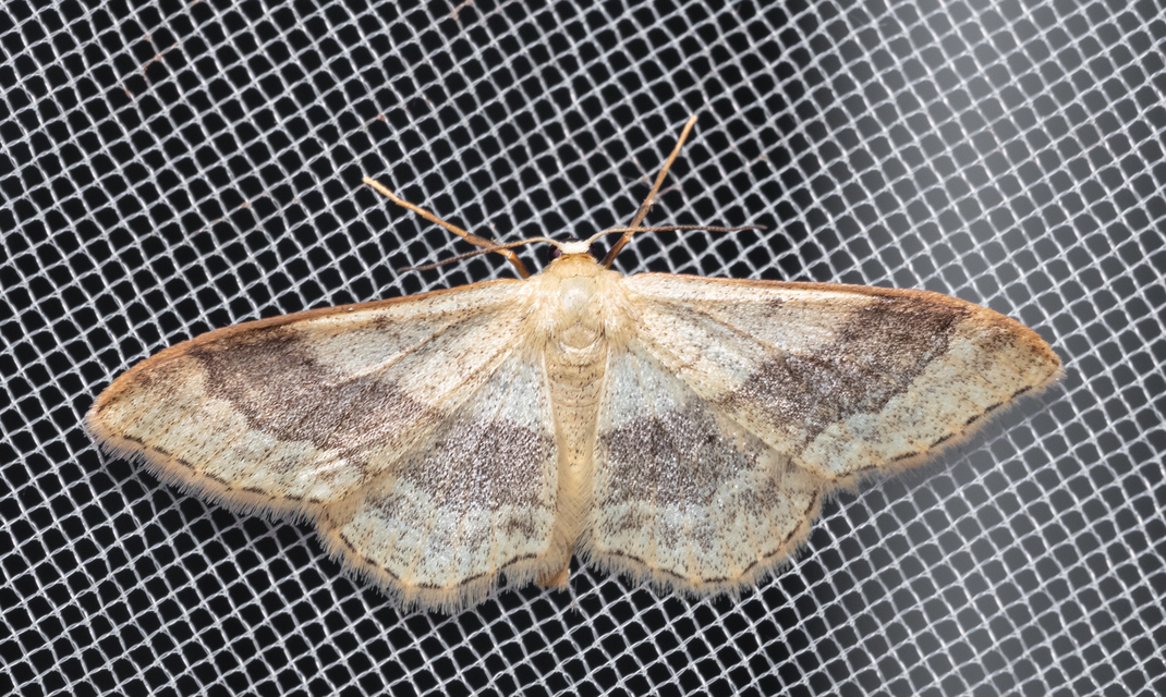 Idaea aversata - nagy sávosaraszoló