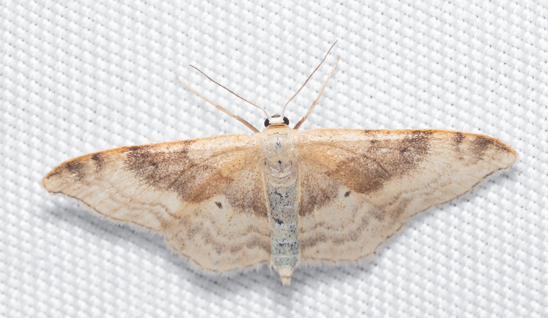 Idaea degeneraria - barnasávos araszoló