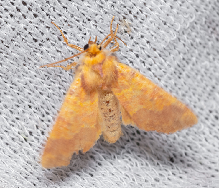 Tiliacea aurago - aranyló sárgabagoly
