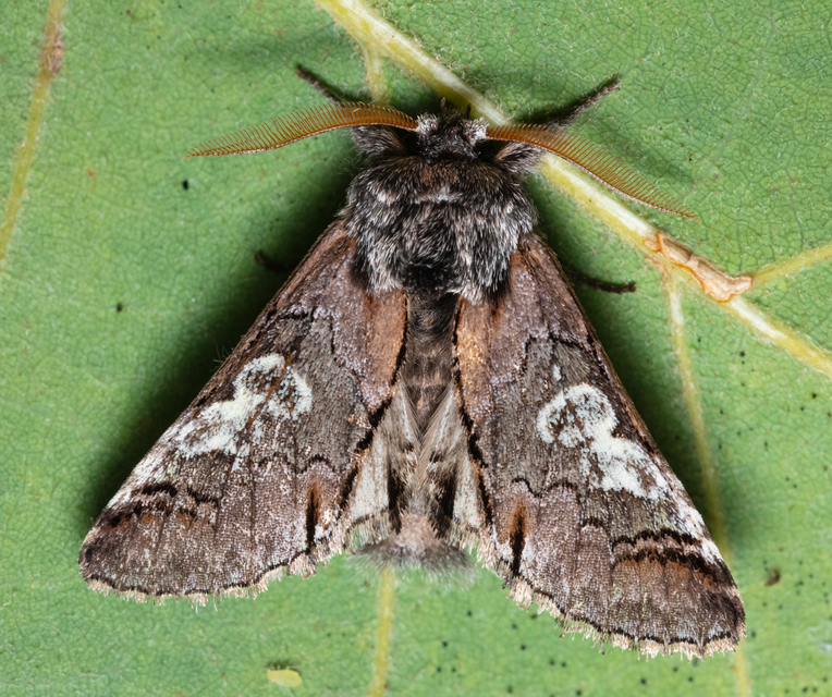 Diloba caeruleocephala - őszi kékesbagoly