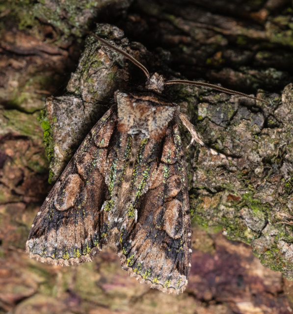 Allophyes oxyacanthae - galagonyabagoly