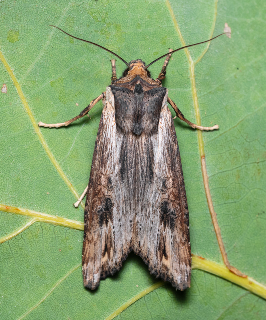Xylena exsoleta - szürke fabagoly