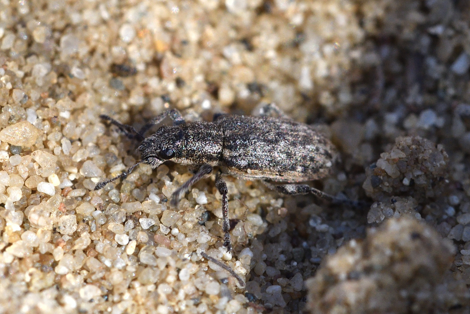 Sitona callosus - szempillás csipkézőbogár