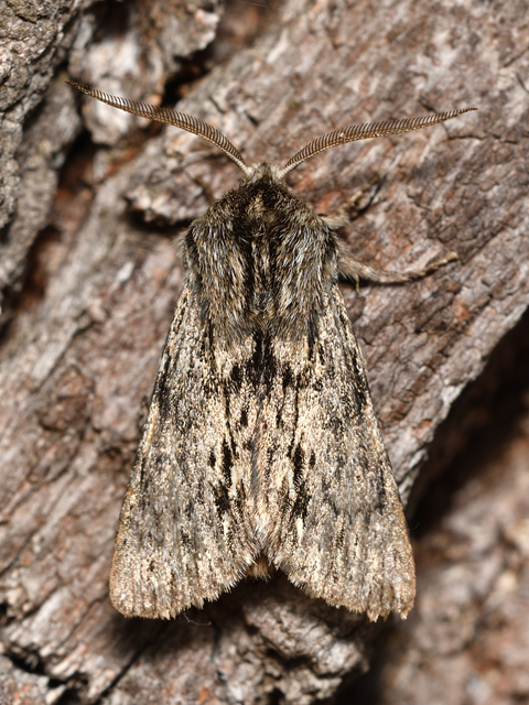 Asteroscopus sphinx - csillagnéző bundásbagoly