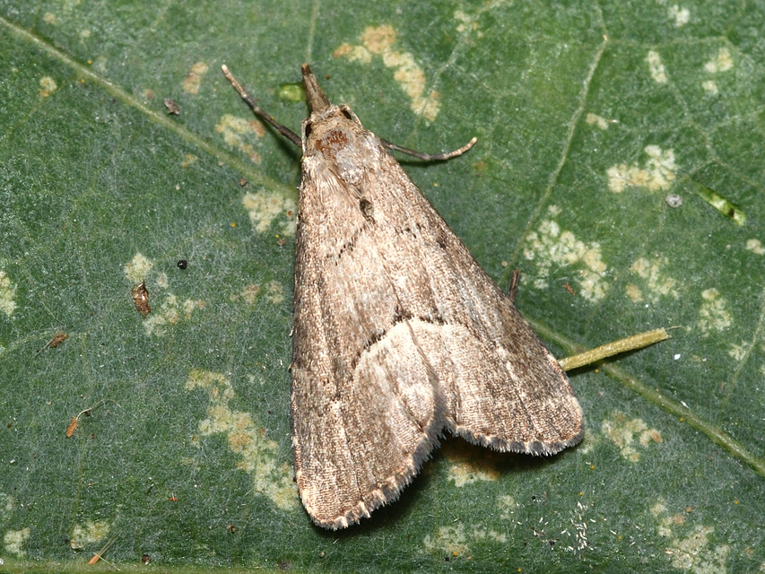 Schrankia taenialis - lomberdei karcsúbagoly