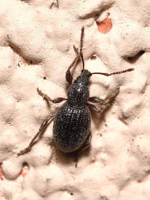 Otiorhynchus ovatus - apró gyalogormányos