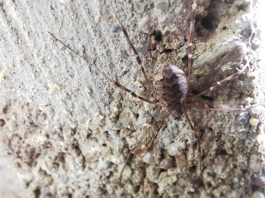 Opilio saxatilis