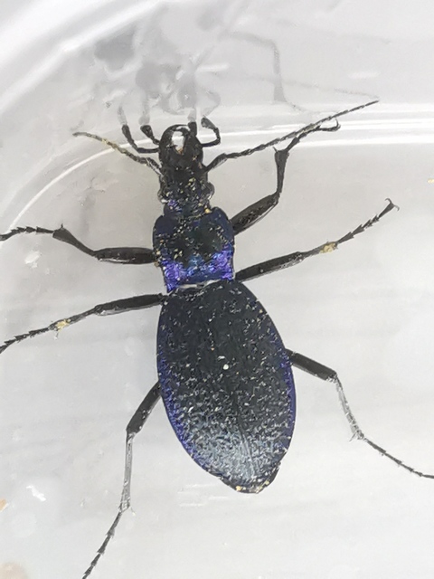 Carabus intricatus - kék laposfutrinka