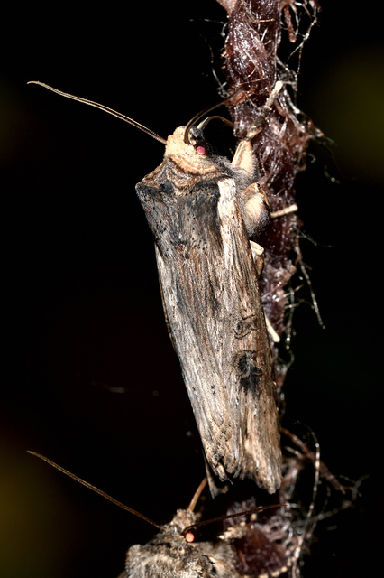 Xylena exsoleta - szürke fabagoly