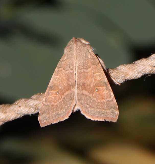 Cirrhia ocellaris - fakó sárgabagoly