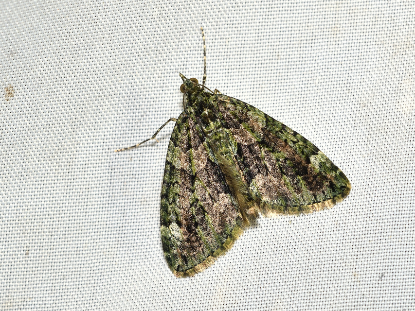 Chloroclysta siterata - salátazöld araszoló